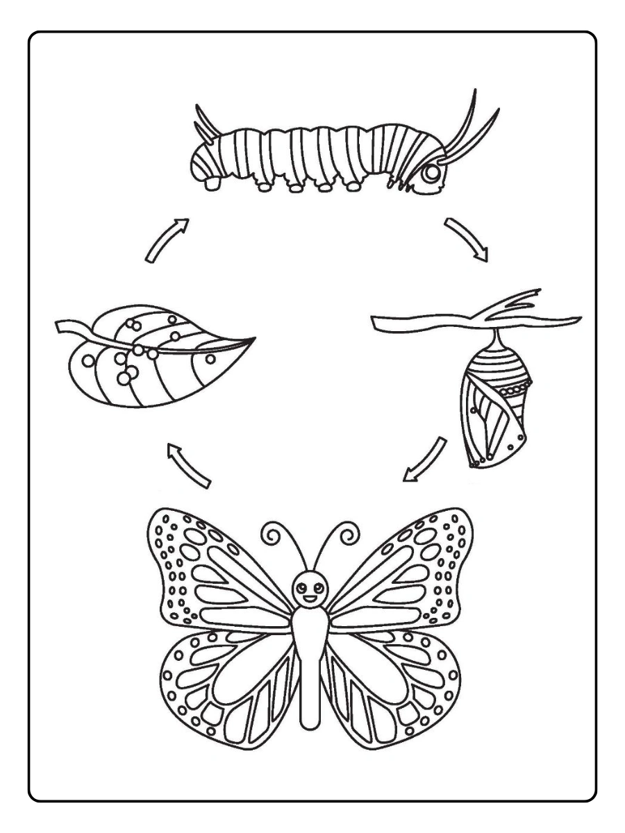 Ciclo de vida de la mariposa para colorear sencillo