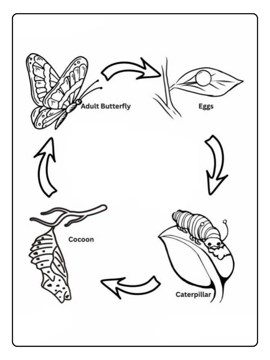 Crisálida de mariposa para colorear