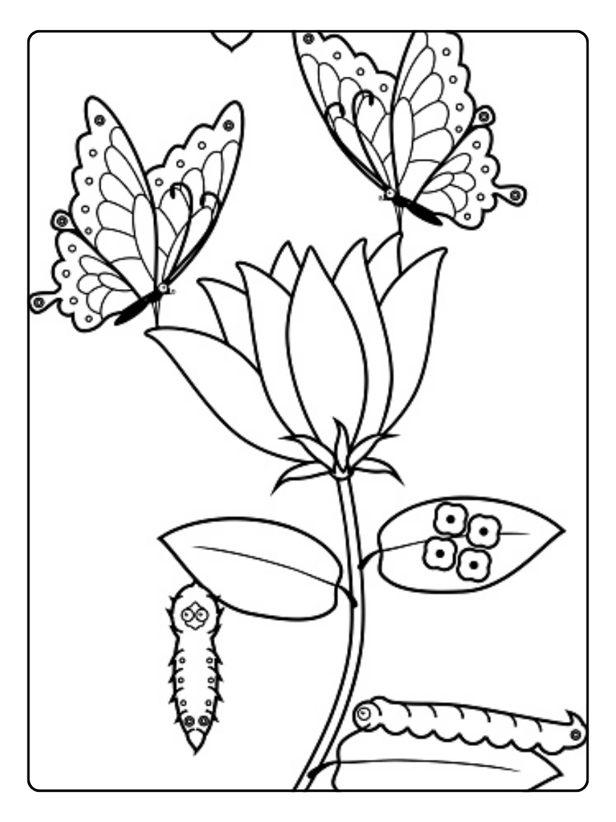 Huevo de mariposa para colorear