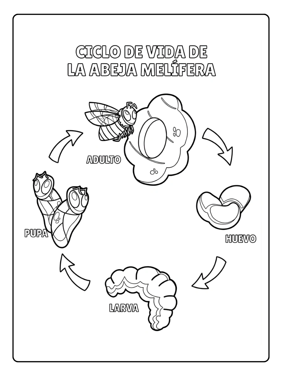 ciclo de vida de la abeja melifera para colorear