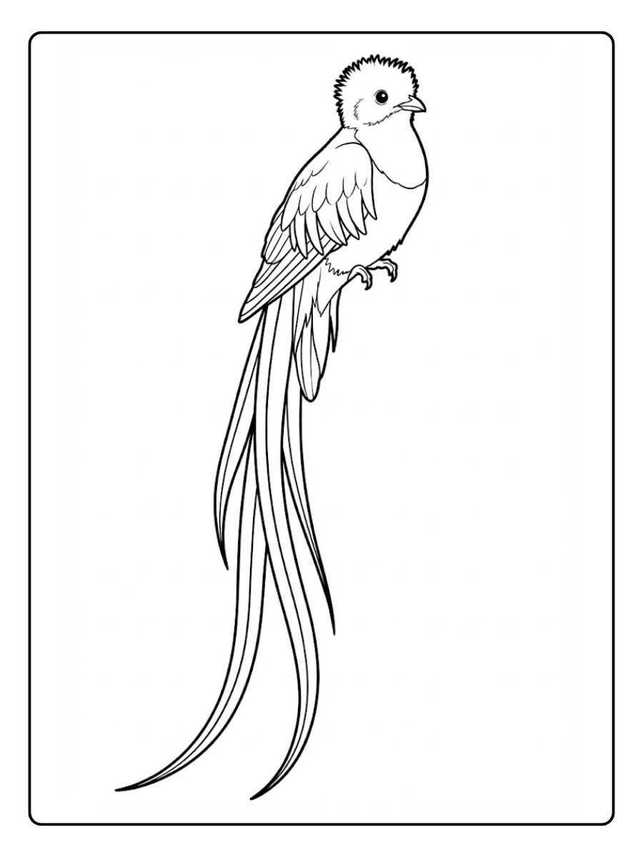 quetzal para colorear (4)