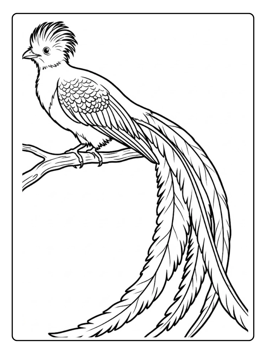 quetzal para colorear (9)